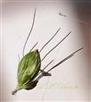   Involucre with one perfect and one reduced spikelet